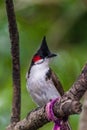 Red-whiskered bulbul bird